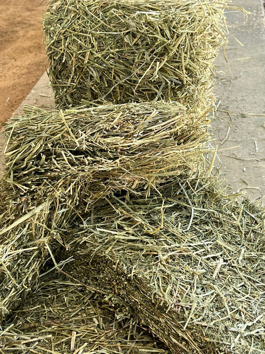 Alfalfa Hay 50-55lbs