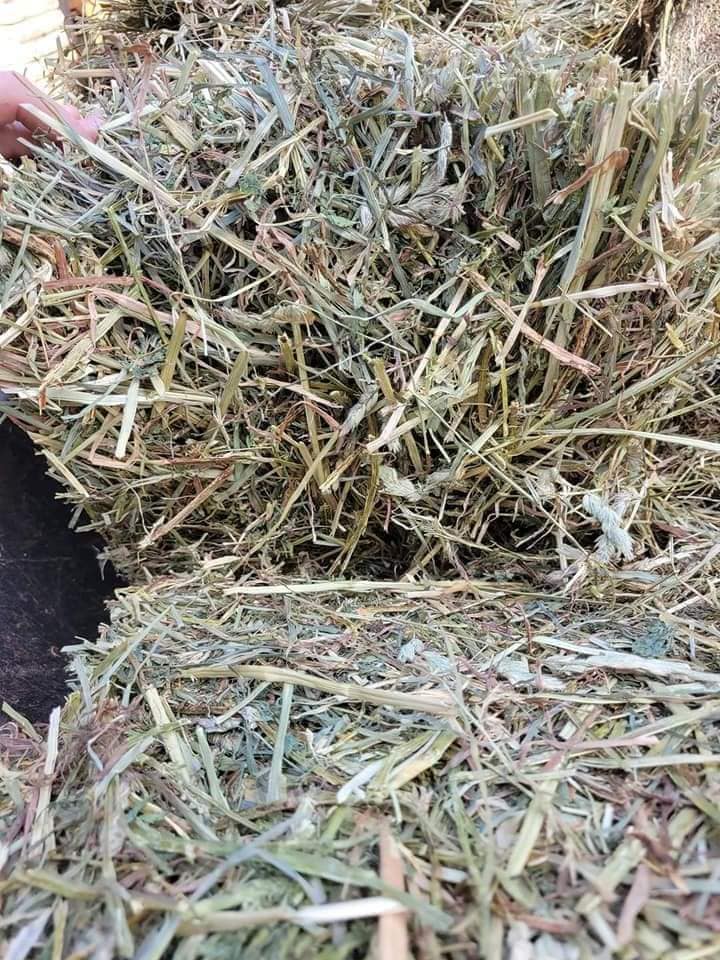 Orchard Hay 50-55lbs