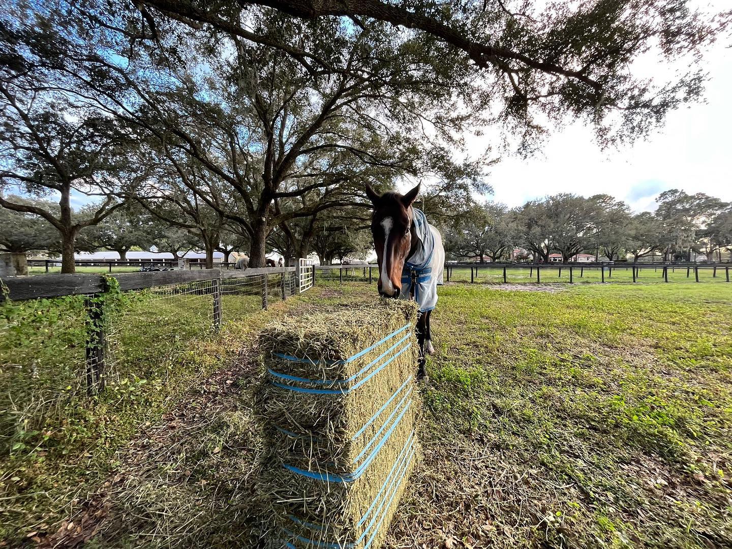 Orchard Hay 200-220lbs