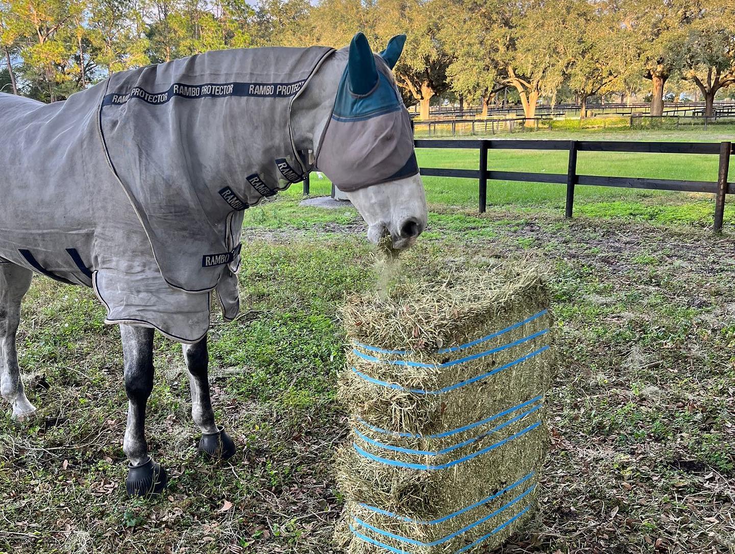 Alfalfa Hay 200-220lbs